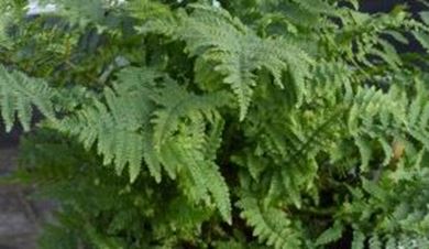 Picture for category Ferns