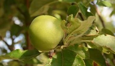 Picture for category Fruit plants