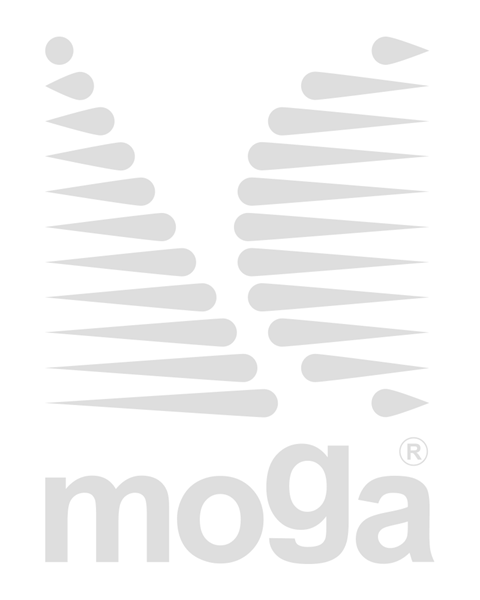 Bild von Picea pungens "Koster" |175-200|Shaped|C