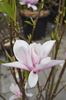 magnolija "Heaven Scent"