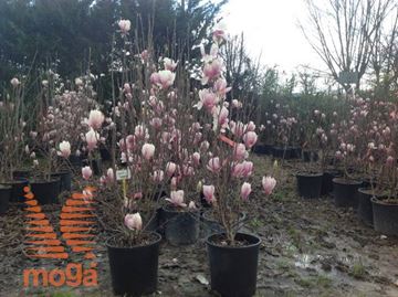 sulanževa magnolija