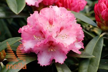 rododendron "Arabella"