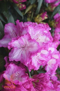 rododendron "Blurettia"