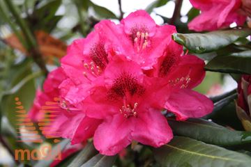 rododendron "Nova Zembla"
