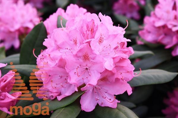 rododendron "English Roseum"