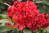 rododendron "Small Wonder"