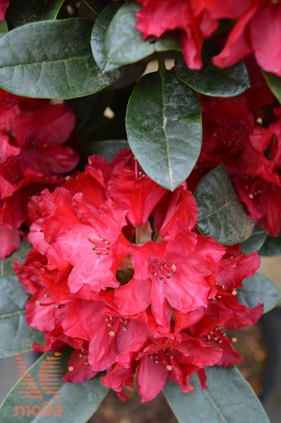 rododendron "Lisetta"