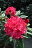 kavkaški rododendron "Weinlese"