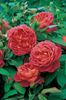 vrtnica "Benjamin Britten"