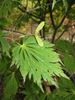 japonski javor "Aconitifolium"