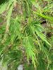 pahljačasti javor "Palmatifidium"