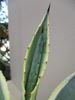 ameriška agava "Variegata"