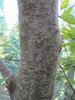 navadna bukev "Asplenifolia"
