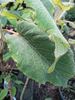 srhkodlakava hortenzija "Macrophylla"