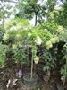 latasta hortenzija "Grandiflora"