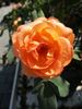 vrtnica "Lady Emma Hamilton"