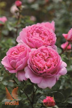 vrtnica "Princess Alexandra of Kent"