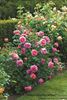 vrtnica "Princess Alexandra of Kent"