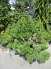 japonski beli bor "Brevifolia"