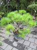 japonski beli bor "Brevifolia"