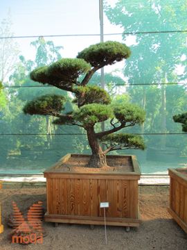 japonski petiglični bor