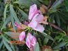 rododendron "Graziella"