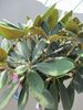 rododendron "Polaris"