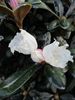 rododendron "Schneekissen"