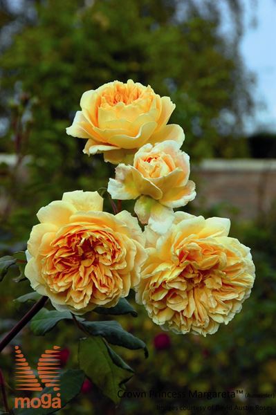 vrtnica "Crown Princess Margareta"