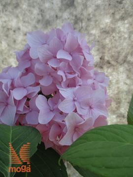 velikolistna hortenzija "Nikko Blue"
