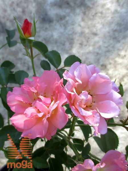 vrtnica "Cubana"