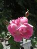vrtnica "Mary Rose"