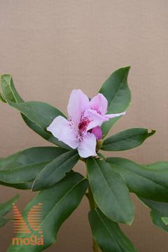 rododendron "Cheer"