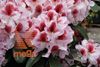 rododendron "Belami"