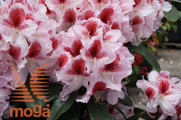 rododendron "Belami"