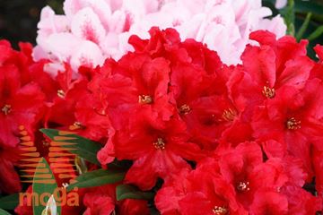 rododendron "Rabatz"