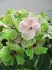 velikolistna hortenzija "Vibrant Verde"