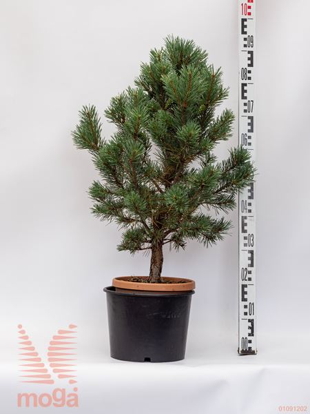 Pinus sylvestris "Watereri" |60-80|C