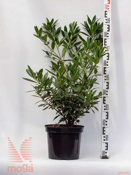 Prunus laurocerasus "Otto Luyken" |40-60|P