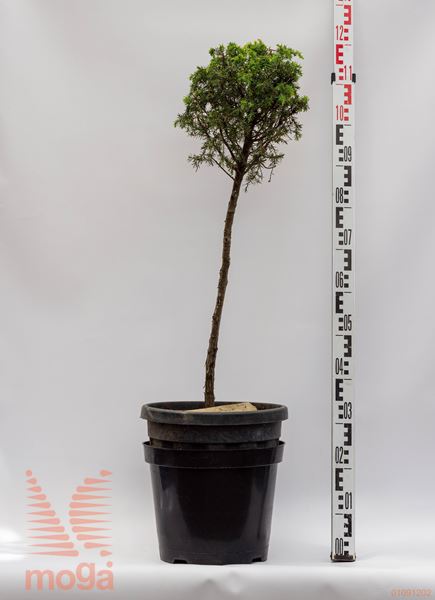 Juniperus communis "Hibernica" |1/4 deblo|FI:20-40|C