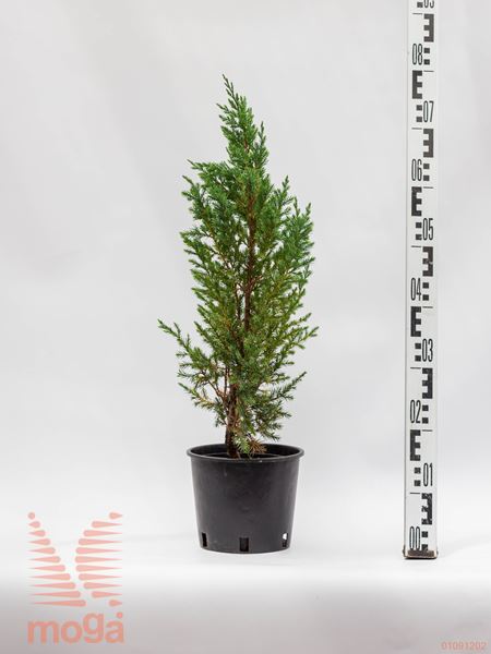 Juniperus chinensis "Stricta" |40-60|P19