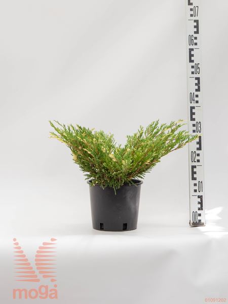 Juniperus horizontalis "Andorra Compacta Variegata" |FI:20-30|C2