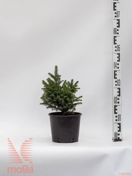 Picea omorika "Karel" |FI:15-20|C2