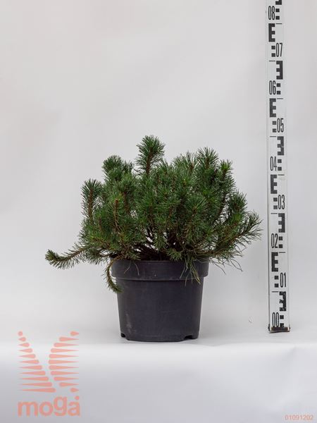 Pinus mugo pumilio |30-40|C