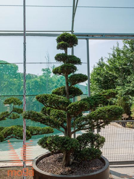 Taxus baccata |260|FI:220|bonsai - oblika|C/JUMBO800