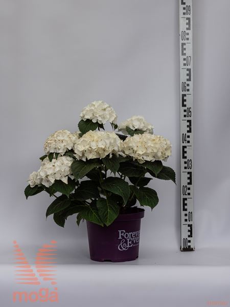 Hydrangea macrophylla "Forever & Ever" |20-40|bela|P23
