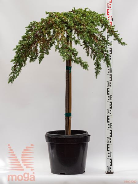 Juniperus conferta "Schlager" |1/2 deblo|C
