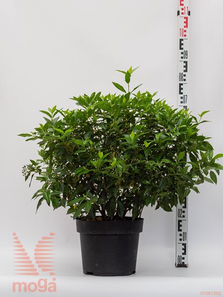 Viburnum tinus "Eve Price" |40-60|extra|C10