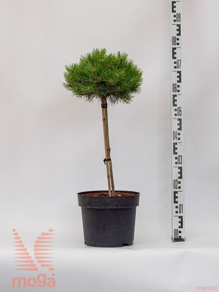 Pinus nigra "Brepo" ® |mini deblo|FI:30-40|C5