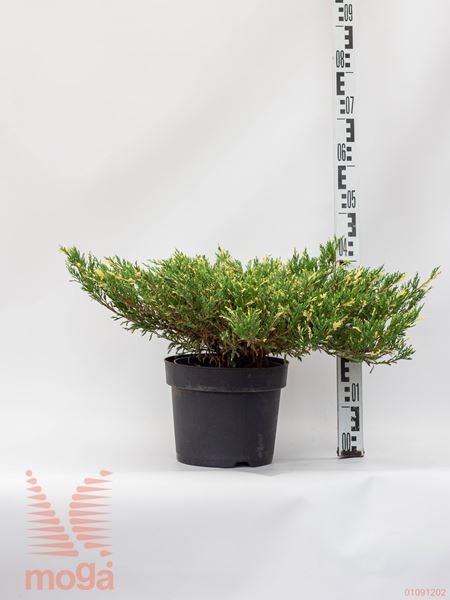 Juniperus horizontalis "Andorra Compacta Variegata" |FI:30-40|C5